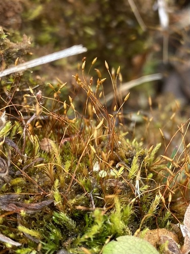 Ditrichum pusillum, 2025-03-10