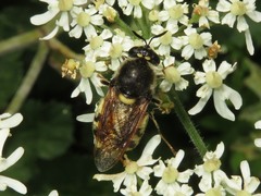 Stratiomys singularior