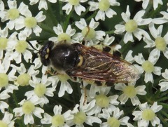 Stratiomys singularior