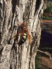 Sphecius speciosus