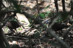 Starnoenas cyanocephala