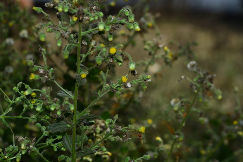 Image of Blumea lacera by no rights reserved