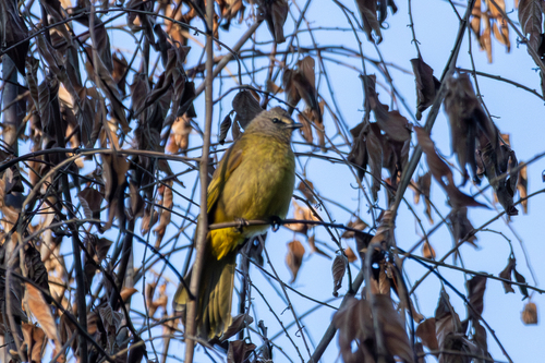 Flavescent Bulbul (Pycnonotus flavescens), photo 9