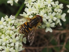 Parhelophilus