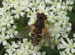 Parhelophilus
