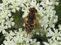 Parhelophilus