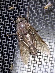 Tabanus catenatus