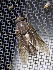 Tabanus catenatus