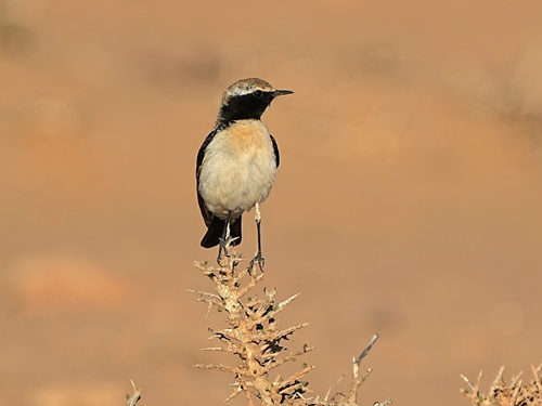 Desert Wheatear