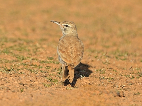 Greater Hoopoe-Lark