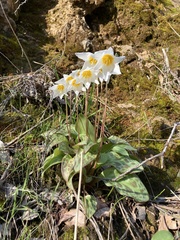 Erythronium shastense