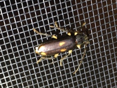 Tylonotus bimaculatus