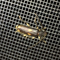 Tylonotus bimaculatus