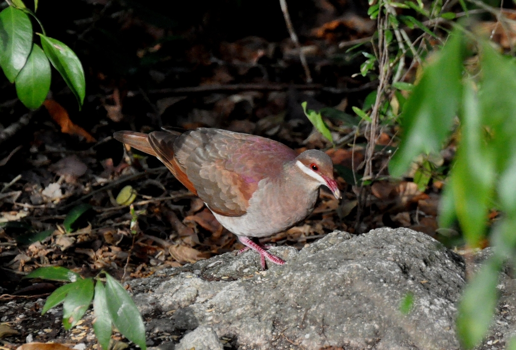 Key West Quail-Dove