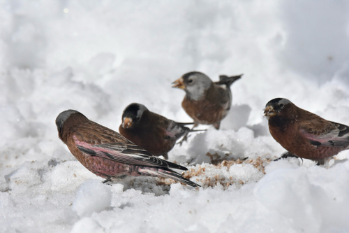 Gray-crowned Rosy-Finch (Hepburn's)