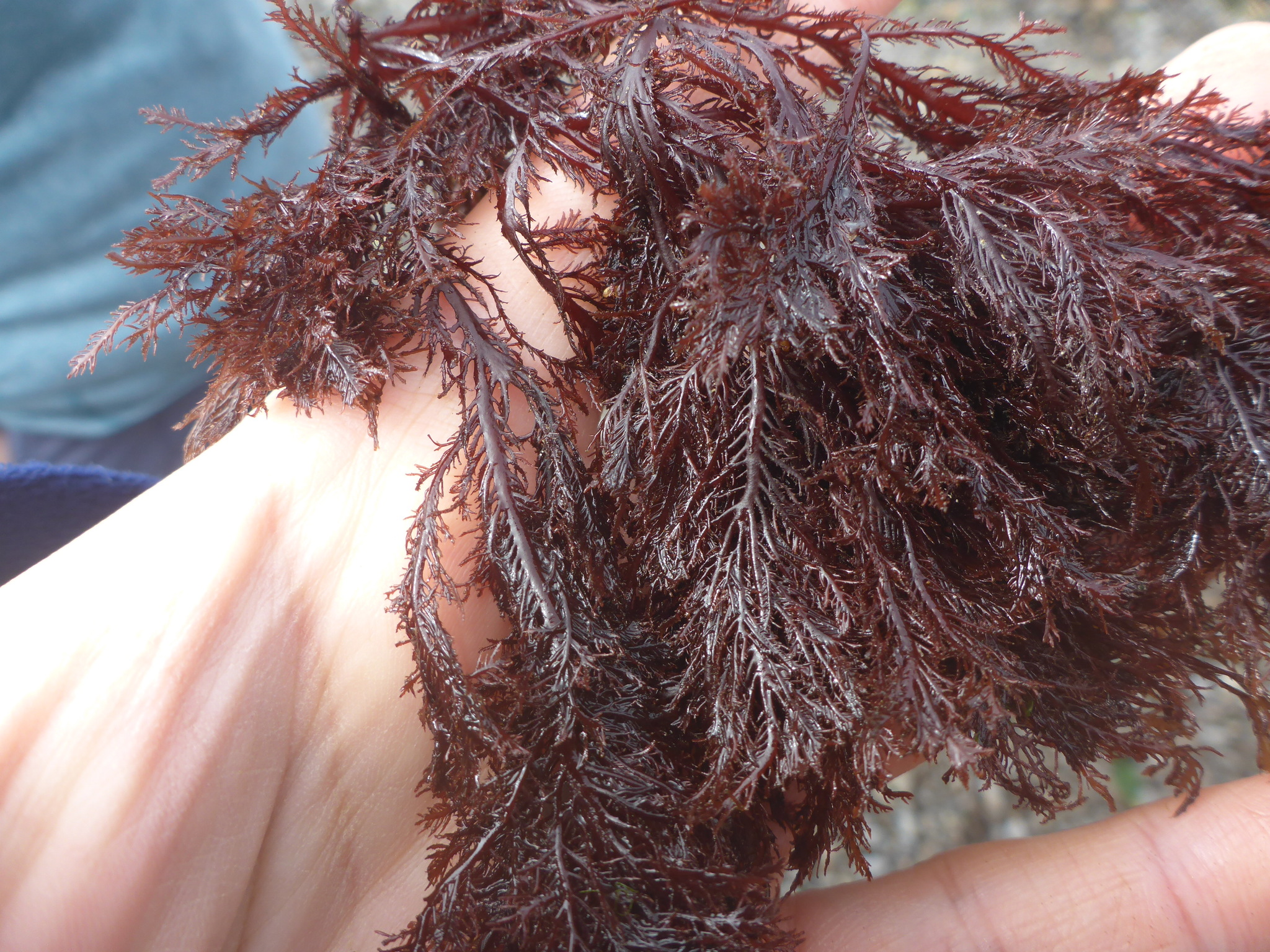 Pikea pinnata