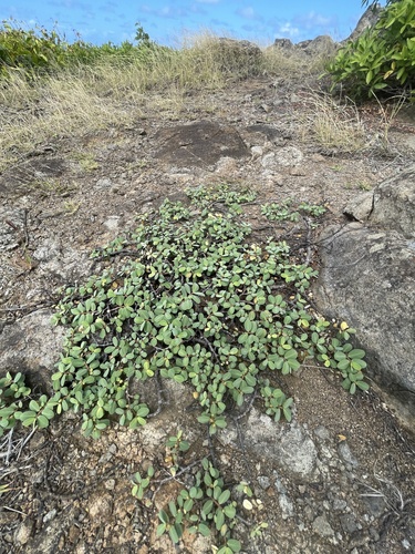 Euphorbia celastroides observed 2025-03-10