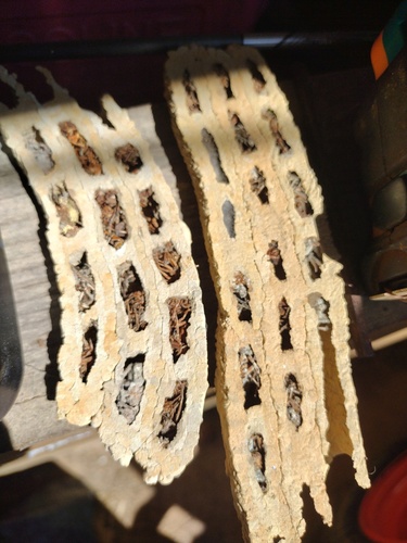 Organ pipe mud dauber