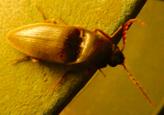 Diplostethus texanus