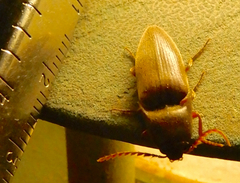 Diplostethus texanus