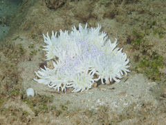 Heteractis
