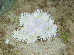 Heteractis