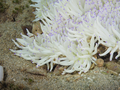 Heteractis
