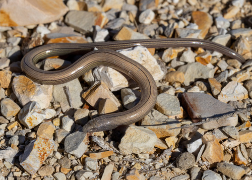 Temblor Legless Lizard, Anniella alexanderae