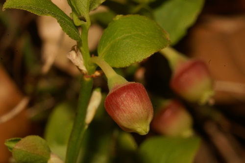 Bilberry