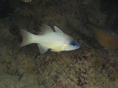 Spotgill Cardinalfish photo 3
