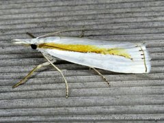 Crambus girardellus