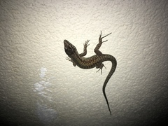 Podarcis muralis