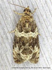 Olethreutes valdanum