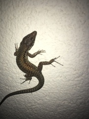 Podarcis muralis