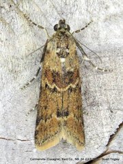 Ancylosis undulatella