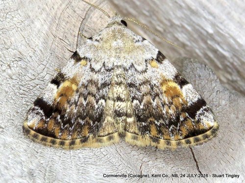 American Idia Moth