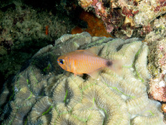 Orangelined Cardinalfish photo 5