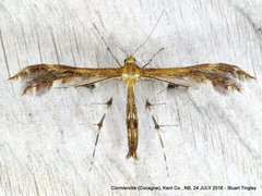 Dejongia lobidactylus