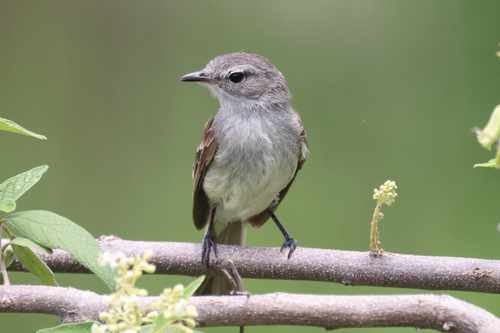 Maranon Tyrannulet (Nesotriccus maranonicus), photo 3
