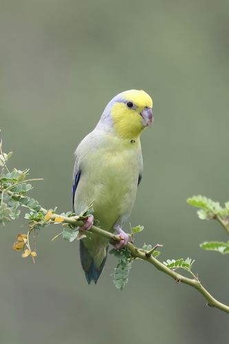 Yellow-faced Parrotlet (Forpus xanthops), photo 3