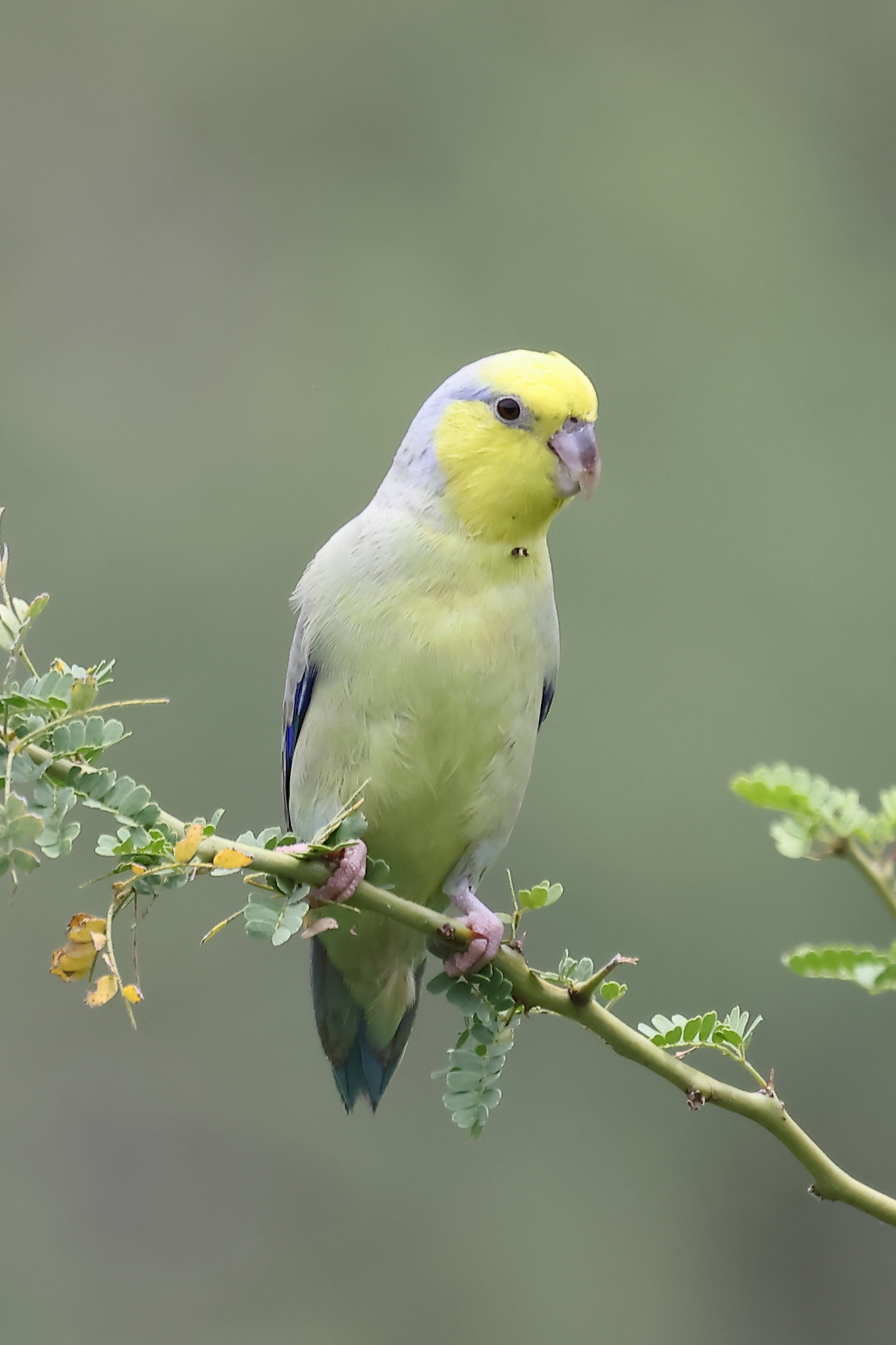 Yellow-faced Parrotlet (Forpus xanthops), photo 3