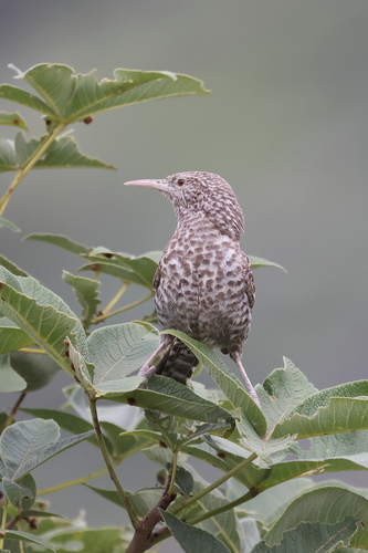 Fasciated Wren (Campylorhynchus fasciatus), photo 10