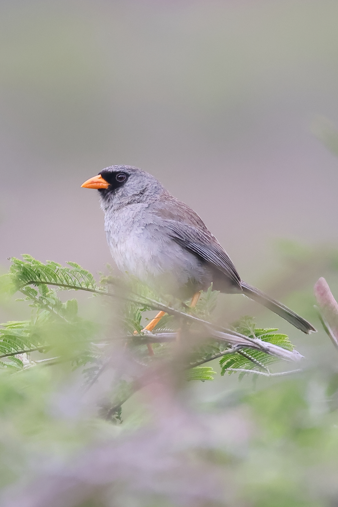 Grey-winged Inca Finch (Incaspiza ortizi), photo 2