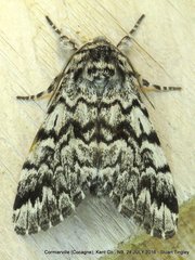 Panthea acronyctoides