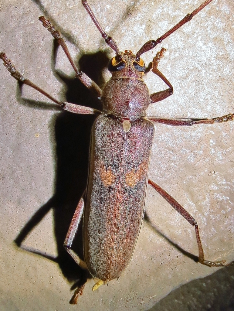 Banded Hickory Borer
