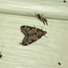 Aglossa costiferalis