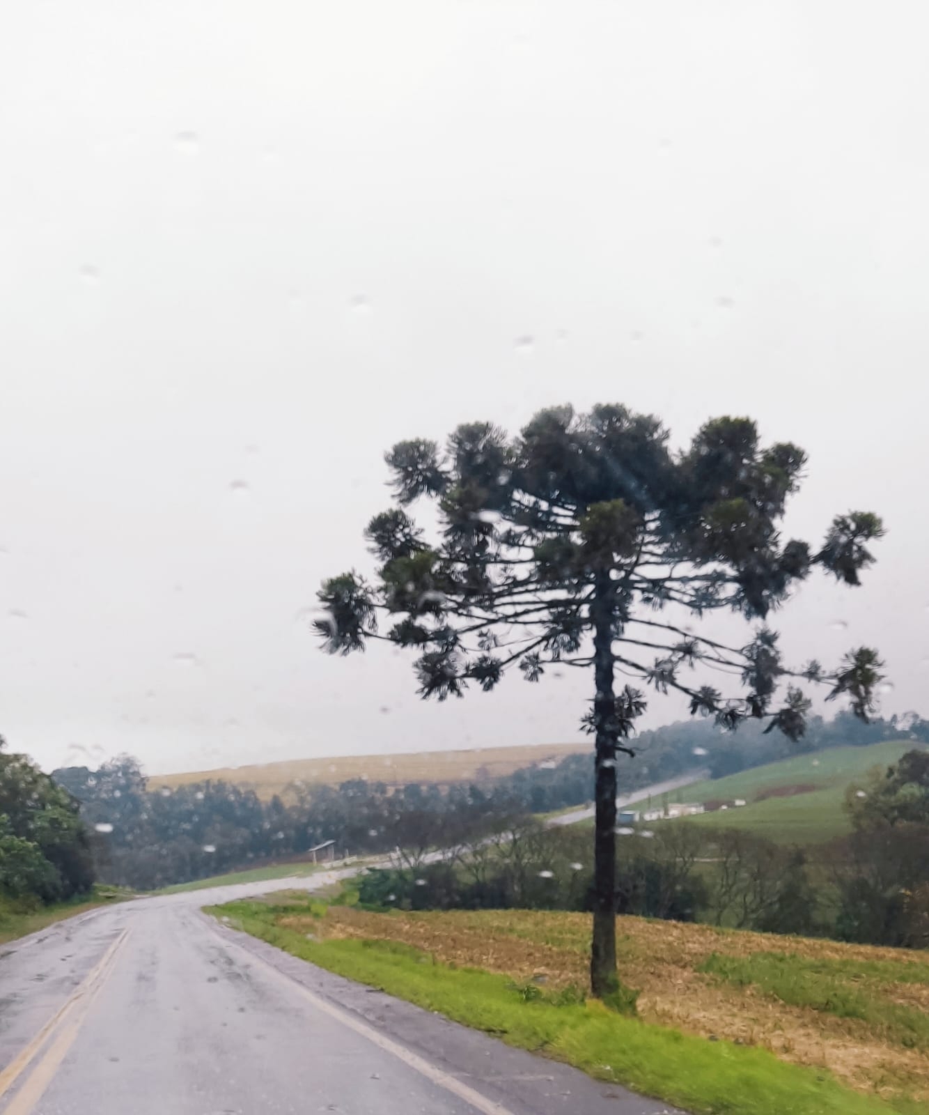 Araucaria angustifolia
