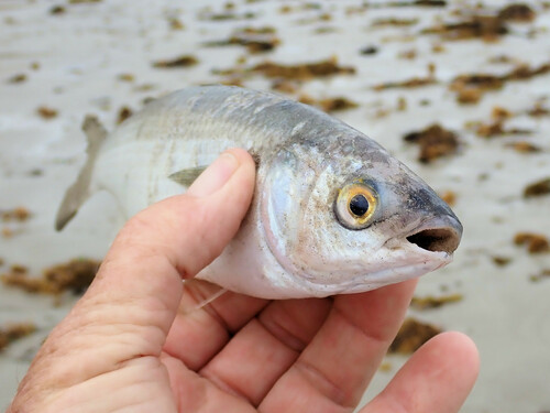 Conmuri (Aldrichetta forsteri) — Mugilidae — 3