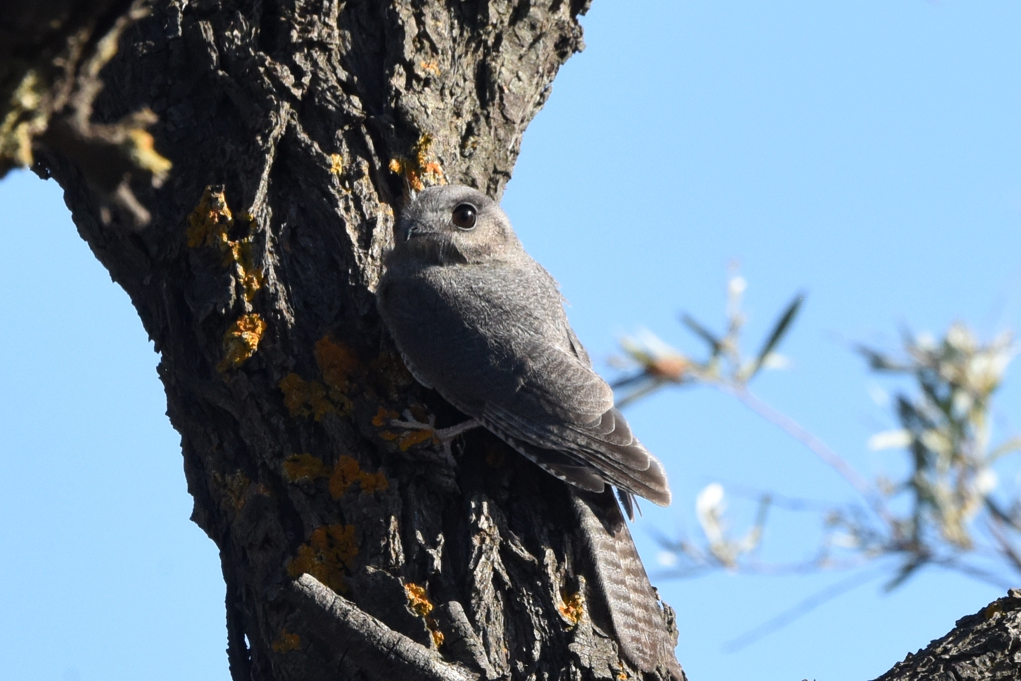 Aegotheles cristatus (Shaw, 1790)