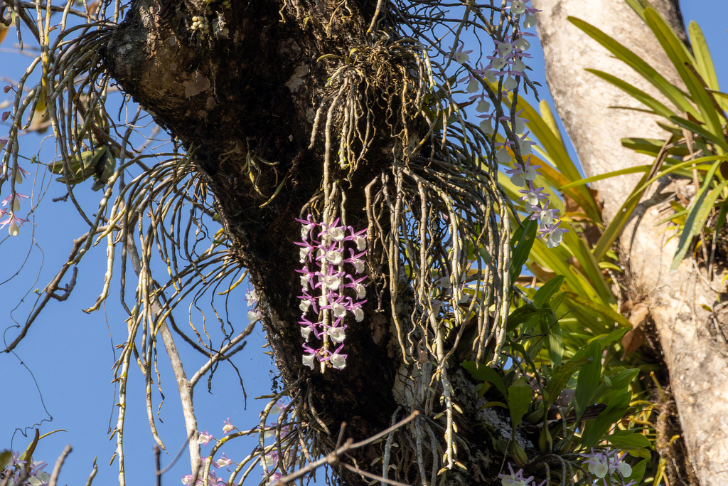 Dendrobium primulinum